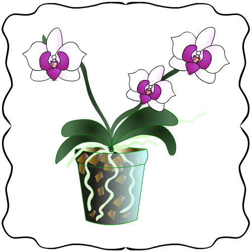 Gráfico Orquidea