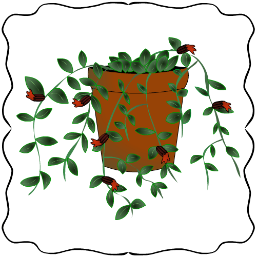 Gráfico Columnea